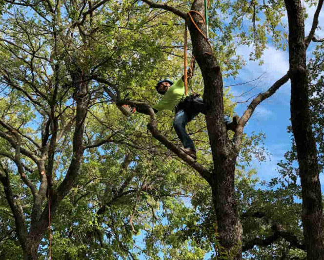 Arborist rigged in a tree performing professional trimming — Texas Land Creations